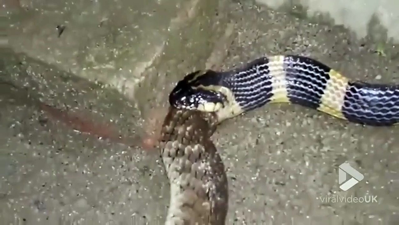 Ce serpent en avale un autre. Impressionnant et terrifiant