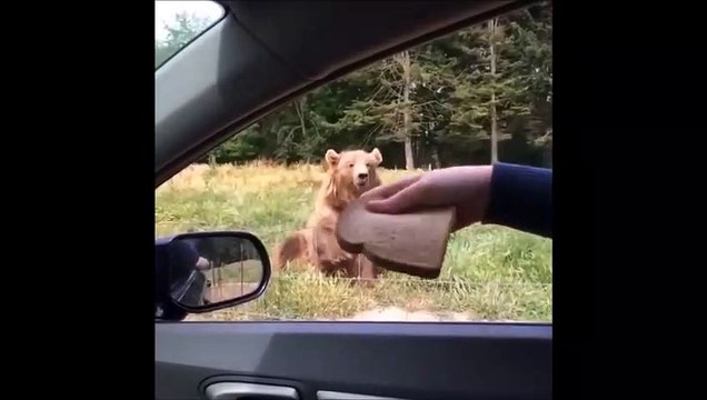 Quand tu joues au Frisbee avec une tranche de pain et un ours