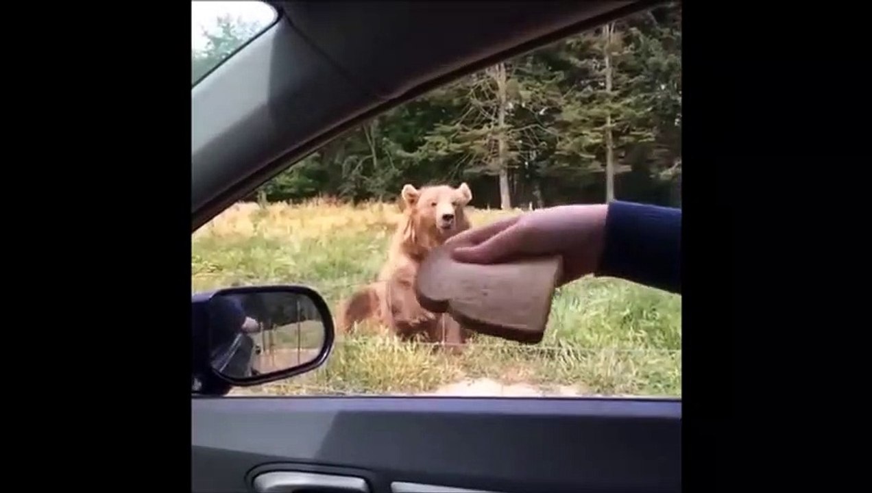 Quand tu joues au Frisbee avec une tranche de p...