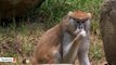 Visually Impaired Monkey Thrives At Zoo
