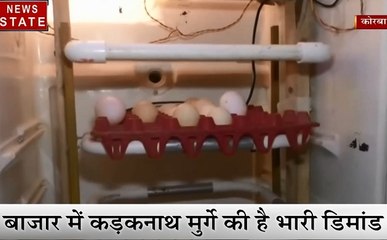 Madhya Pradesh: कड़कनाथ मुर्गे की नस्ल को बढ़ाने के लिए कृषि विज्ञानिकों ने तैयार किया देशी जुगाड़, देखें वीडियो