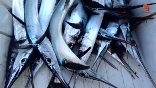 Garfish Caught using Handline Fishing