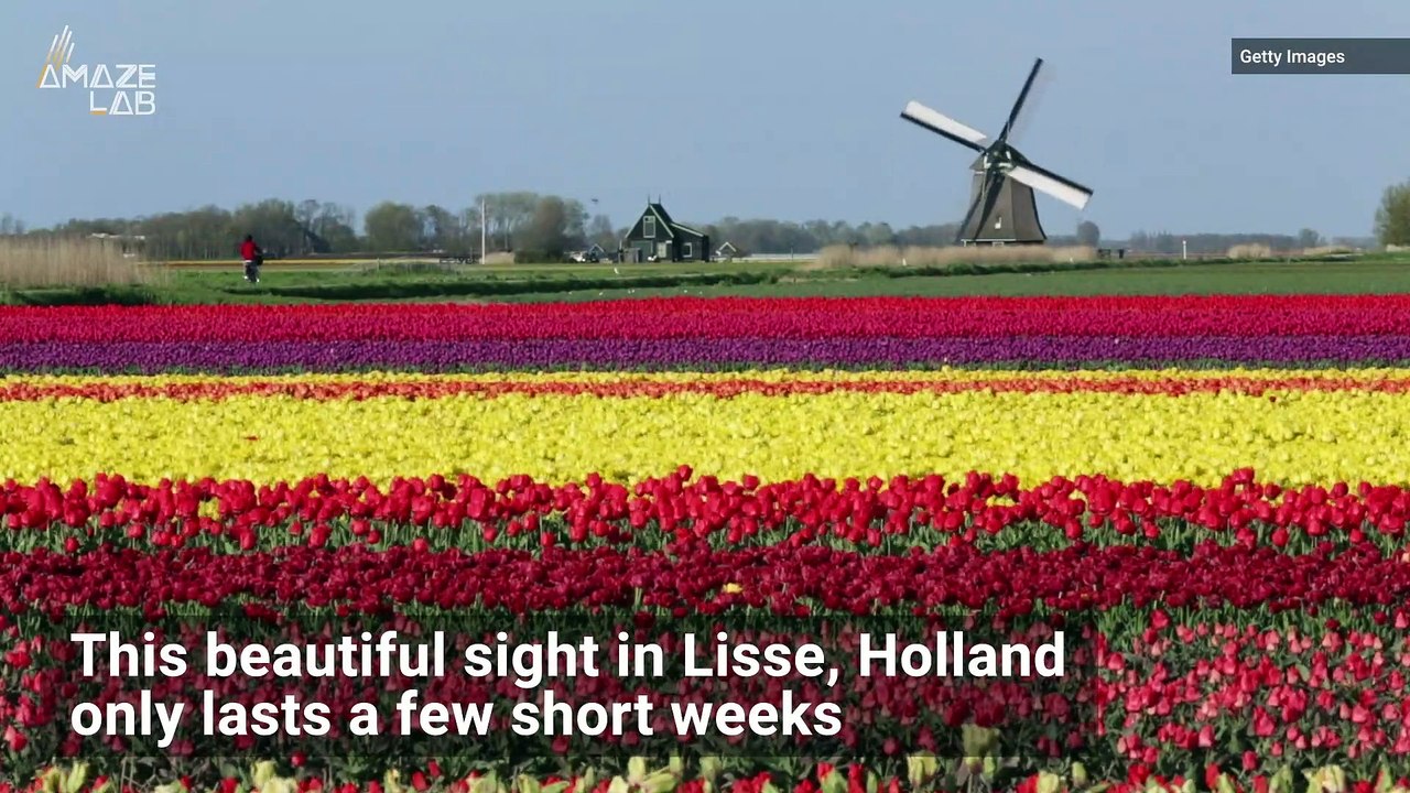 See Dutch Tulip Fields Come Into Bloom From Space