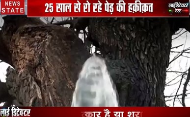 लाईडिटेक्टर टेस्ट : एक पेड़ करीब 25 साल से रो रहा है, सच जानने के लिए देखिए स्पेशल शो