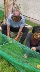Birthday Boy Surprised with Quarantine Zoo