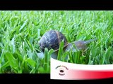 El Caracol quería sol Cantando Aprendo a Hablar