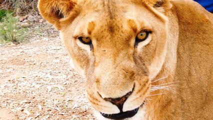 Cute Animals - Lion and Black Leopard