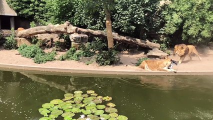 Heron Ambushed by Lion while Hunting for Fish