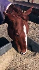 Hungry Horse Digs Deep in Its Food Bowl