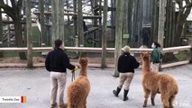 Watch How Gorillas React When They See An Alpaca