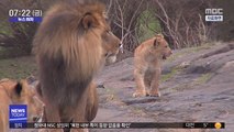 [뉴스터치] 뉴욕 동물원 사자·호랑이 코로나19 '집단감염'