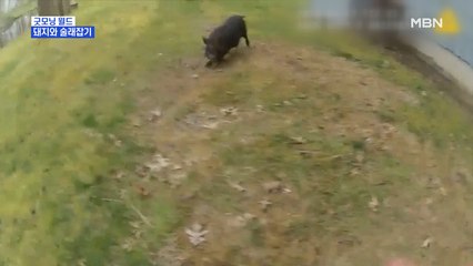 [굿모닝월드] 돼지와 술래잡기