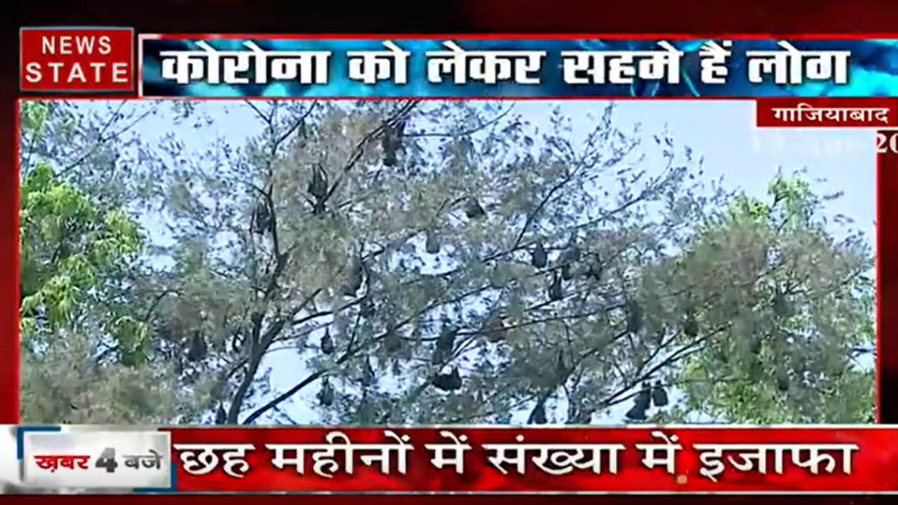 गाजियाबाद के राम मनोहर लोहिया पार्क में चमगादड़ों का डेरा