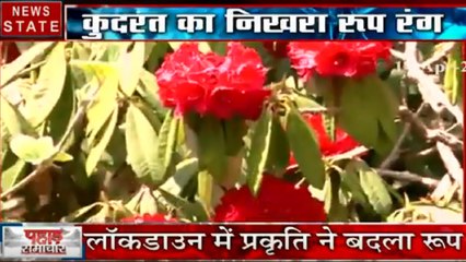 Uttarakhand: लॉकडाउन के दौर में साफ हो गई नदियां खिल उठे बुरांश के जंगल