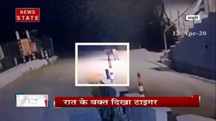 Lock Down के चलते जंगली जानवर सड़कों पर आए, मसूरी में दिखा टाइगर