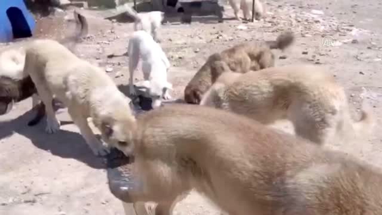 Sokak hayvanlarının gönüllü destekçisi oldu