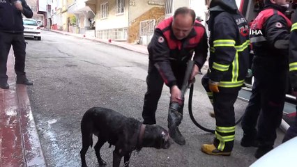 Yangında alevler içinden çıkartılan köpeğe itfaiyeden suyla ilk yardım
