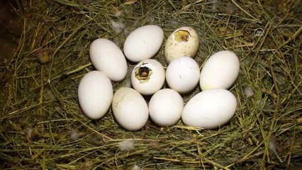 Kaz yavrularının yumurtadan çıkma anı görüntülendi