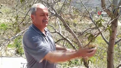 Soğuk hava kayısıdan sonra ceviz ağaçlarını da etkiledi