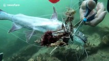 Divers untangle and release fish trapped in loose line off South Africa's coast