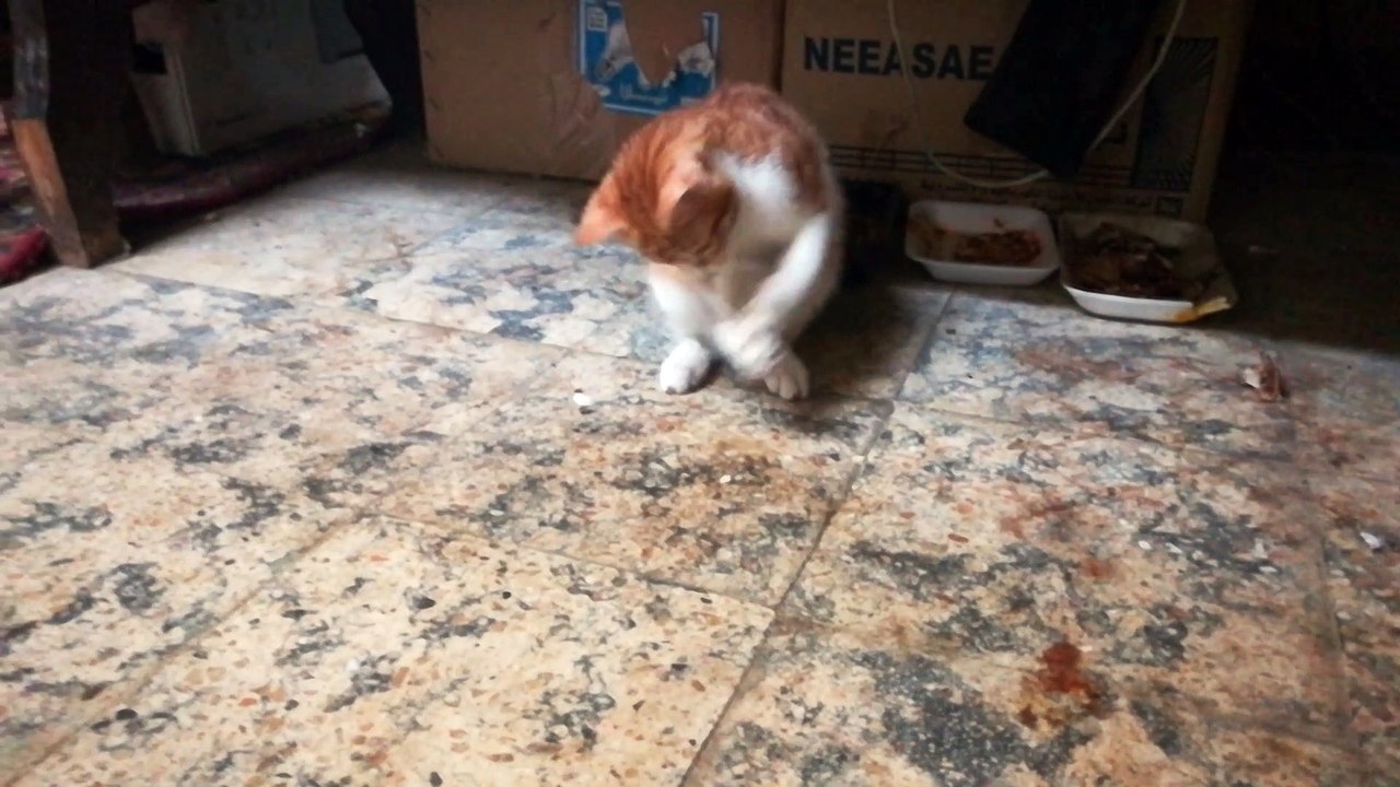 Kitty Funny Stick