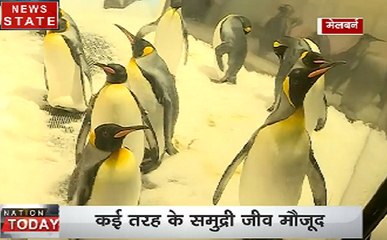 Melbourne: सी लाइफ एक्वेरियम में पेंग्विन का खूबसूरत नज़ारा