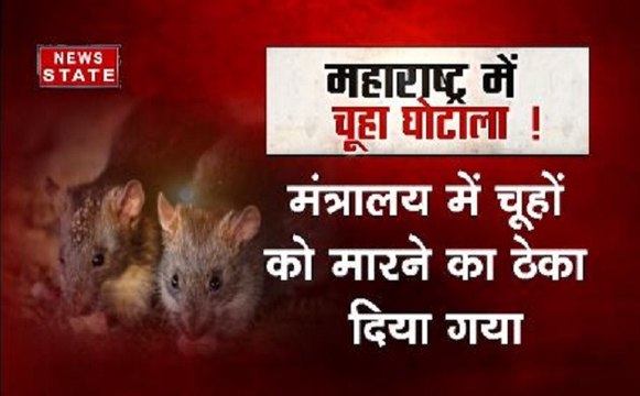 महाराष्ट्र में चूहा घोटाला, 7 दिन के अंदर मारे 3 लाख चूहे