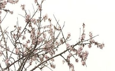 घाटी में बहारों ने दी दस्तक, बादाम के फूलों से खिला कश्मीर