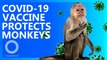 VACCINE: Chinese Researchers Protect Monkeys From Virus