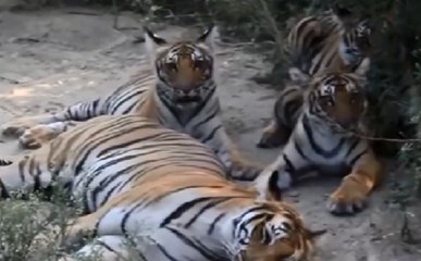 UP Speed News : PM Narendra Modi ने जारी किए देश में बाघों के आकड़ें,  देखिए देश-दुनिया की सभी छोटी-बड़ी खबरें