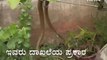 Meet Mysore's Snake Shyam Who Rescued More Than 36 Thousand Snakes