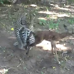 Amazing Leopard Playing With Baby Deer