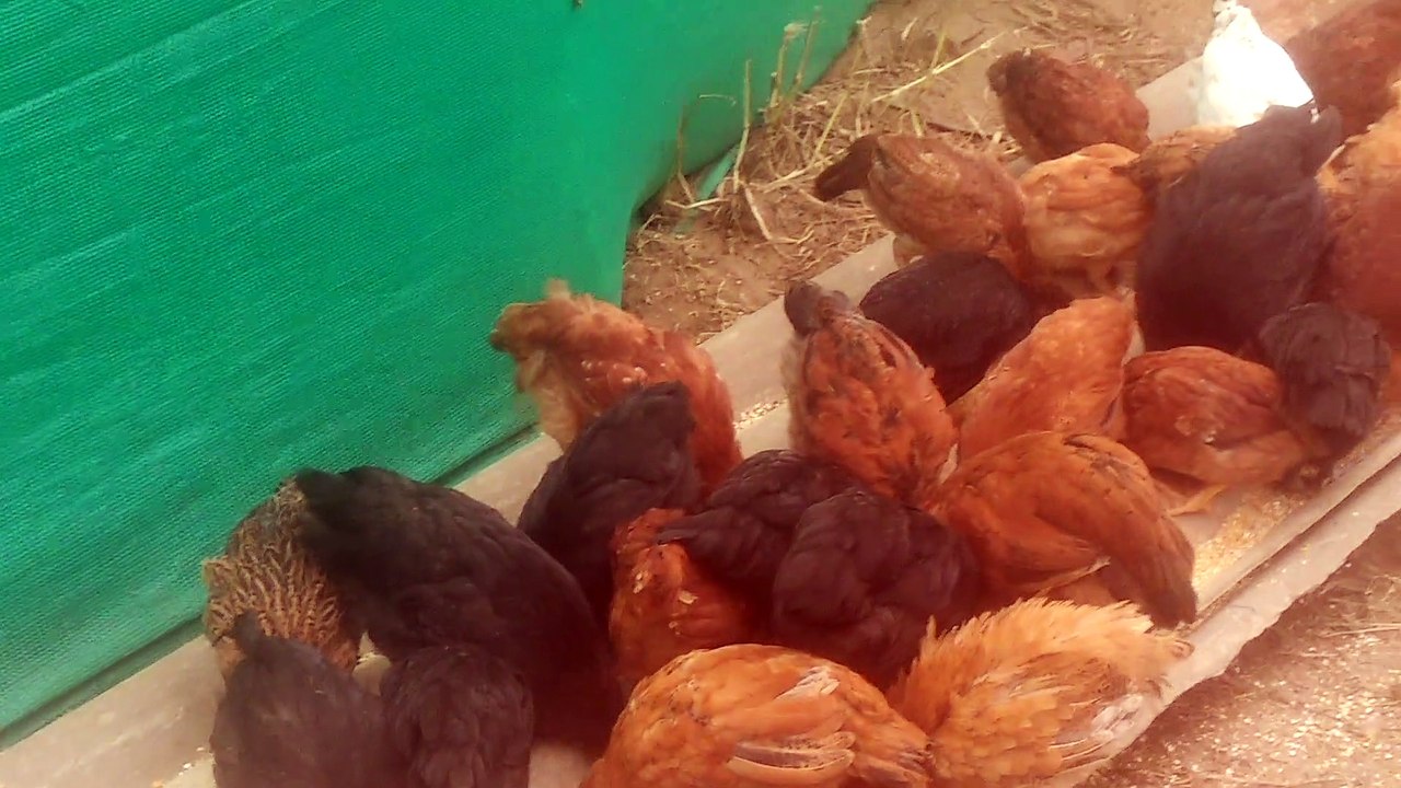 Local kukhura farming