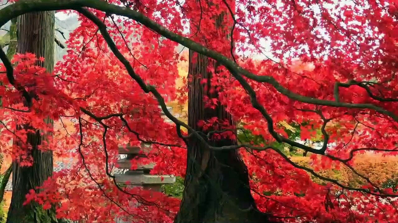 Beautiful Nature all around in the world with relaxing music.