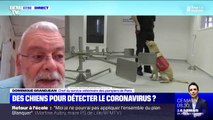 Les chiens capables de détecter le coronavirus ? Des tests prévus la semaine prochaine