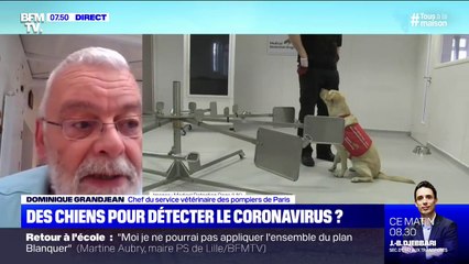 Les chiens capables de détecter le coronavirus ? Des tests prévus la semaine prochaine