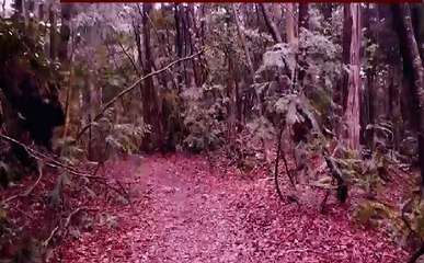 रोचक रोमांचक : मौत का वो सिलसिला रुकता क्यों नहीं ? पेड़ पर लोग फांसी लगाते हैं