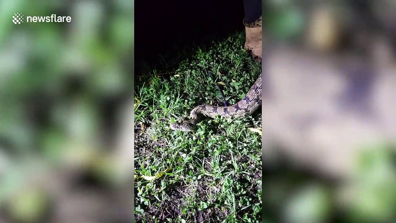 US woman catches diamondback water snake with her bare hands