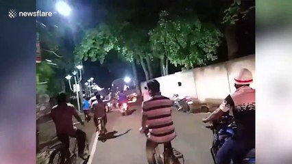 Elephant creates panic among locals during COVID-19 lockdown in eastern India