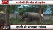 Orissa: भुवनेश्वर में जंगली हाथी का तांडव, 4 लोगों की मौत से मचा हड़कंप, कई घायल