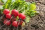 5 légumes les plus faciles à cultiver à la maison