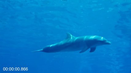 Amazing Wild Dolphins Doing Spinner Jumpings