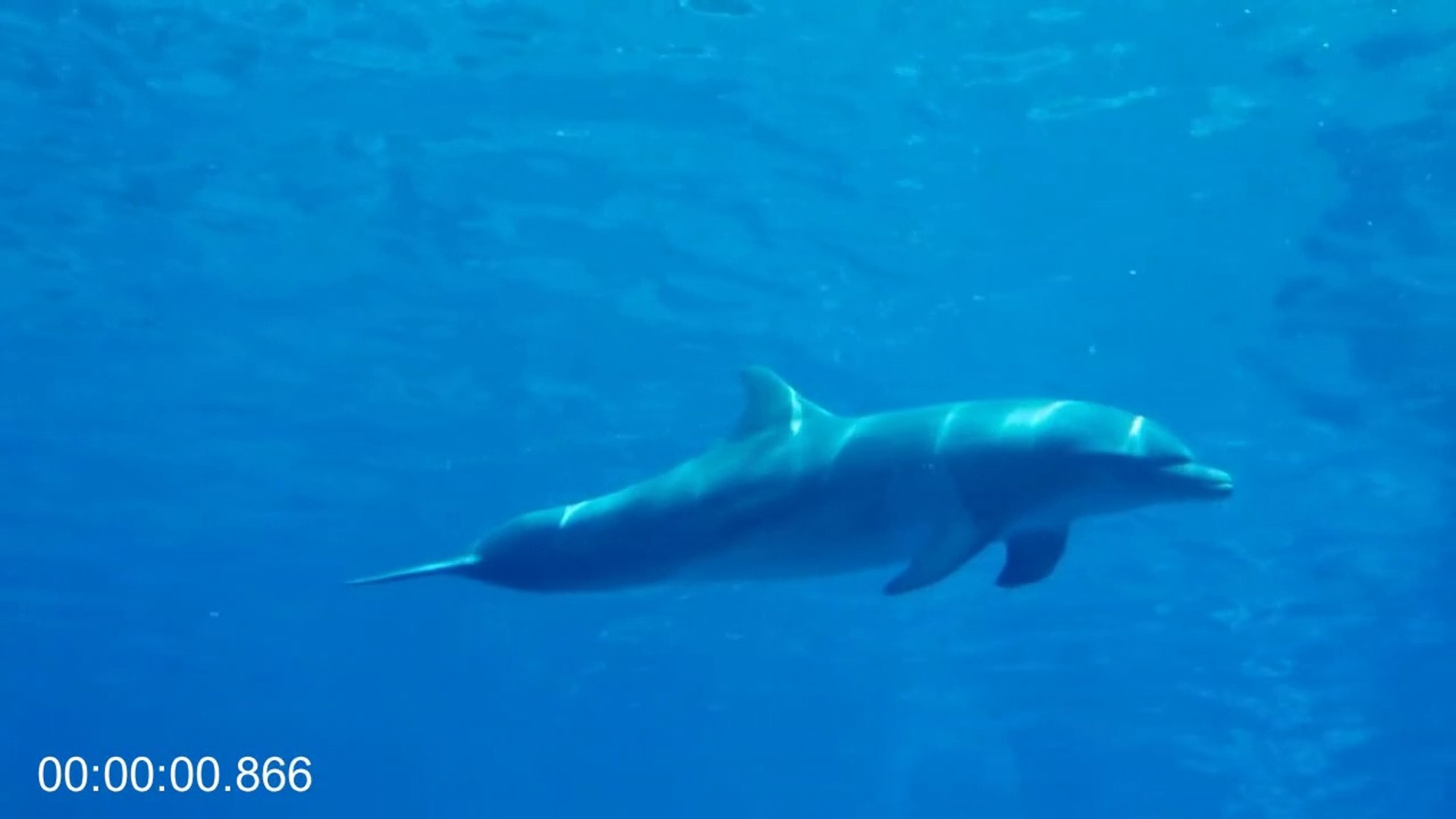 ⁣Amazing Wild Dolphins Doing Spinner Jumpings