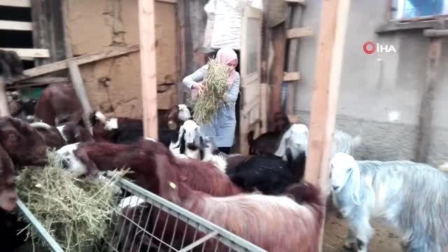 Borç para ile keçi üretimine başladı, bir yılda dörde katladı