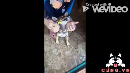 Hướng dẫn đánh răng cho chó cưng - Cưng.Vn