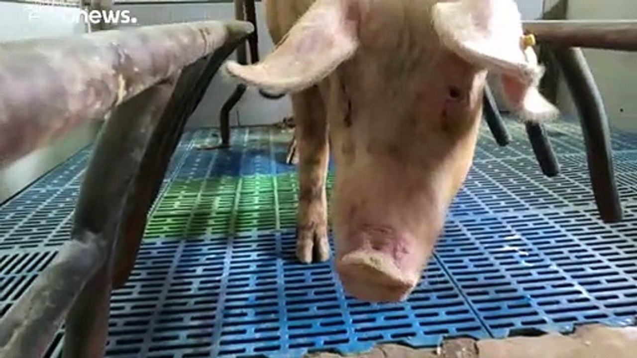 Afrikanische Schweinepest springt von Ost- nach Westpolen