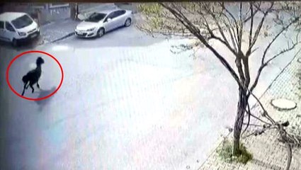 Arnavutköy'de başıboş at, park halindeki aracın üzerine çıkarak zarar verdi