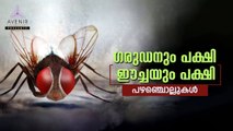 Garudanum Pakshi Eechayum Pakshi | Malayalam Proverbs | Avenir Technology