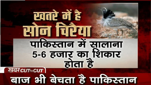 Khabar Cut To Cut: 2 करोड़ में बिका इमरान का ईमान, भैंस और गधों के बाद परिंदों की बलि चढ़ाता पाकिस्तान