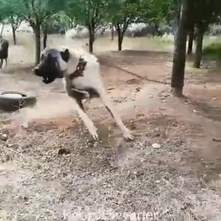 ADAMCI ve COK SERT ANADOLU COBAN KOPEGi - VERY ANGRY ANATOLiAN SHEPHERD DOG